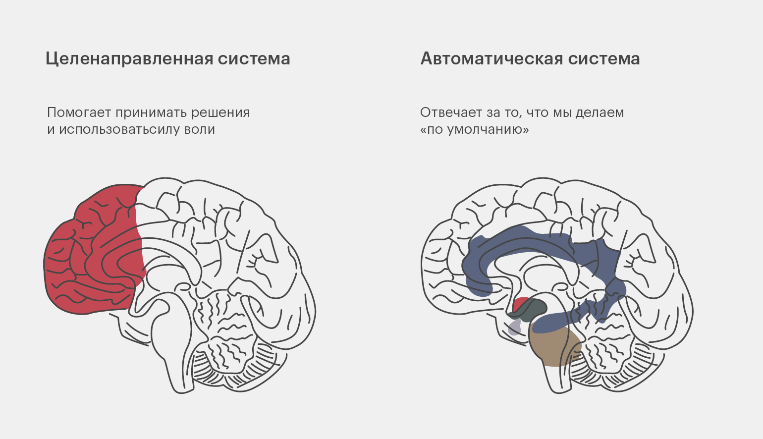 Привычки: что это такое и как их формировать / Skillbox Media