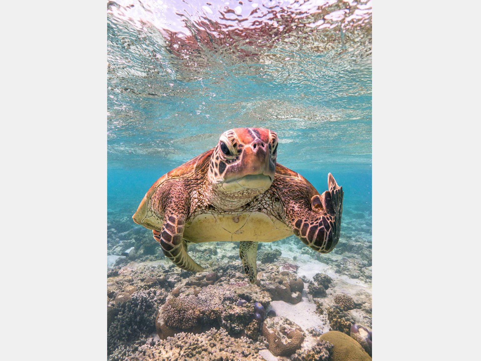 Смешная фотография морской черепахи под водой