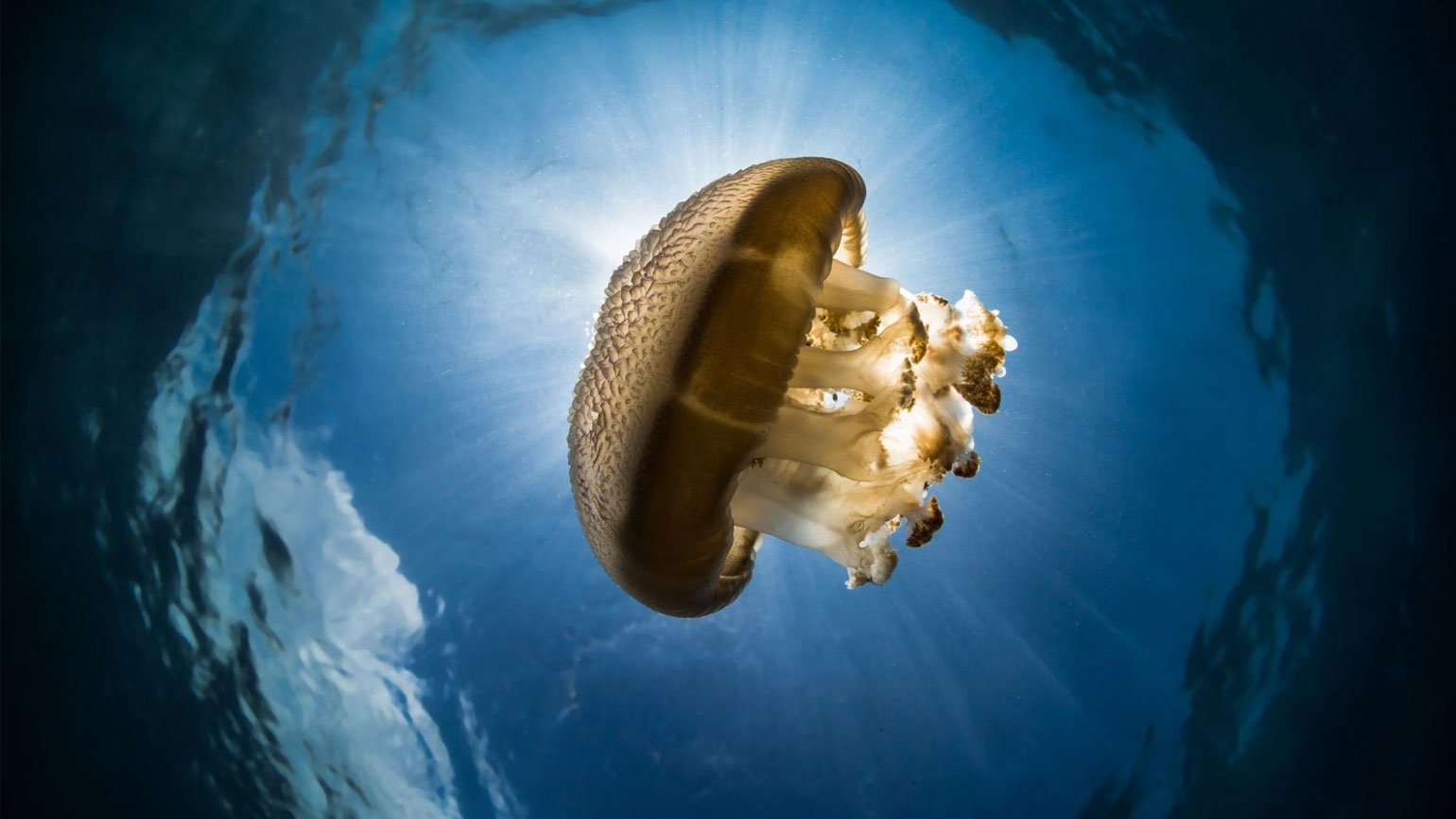 Фотография с медузой, плывущей под водой