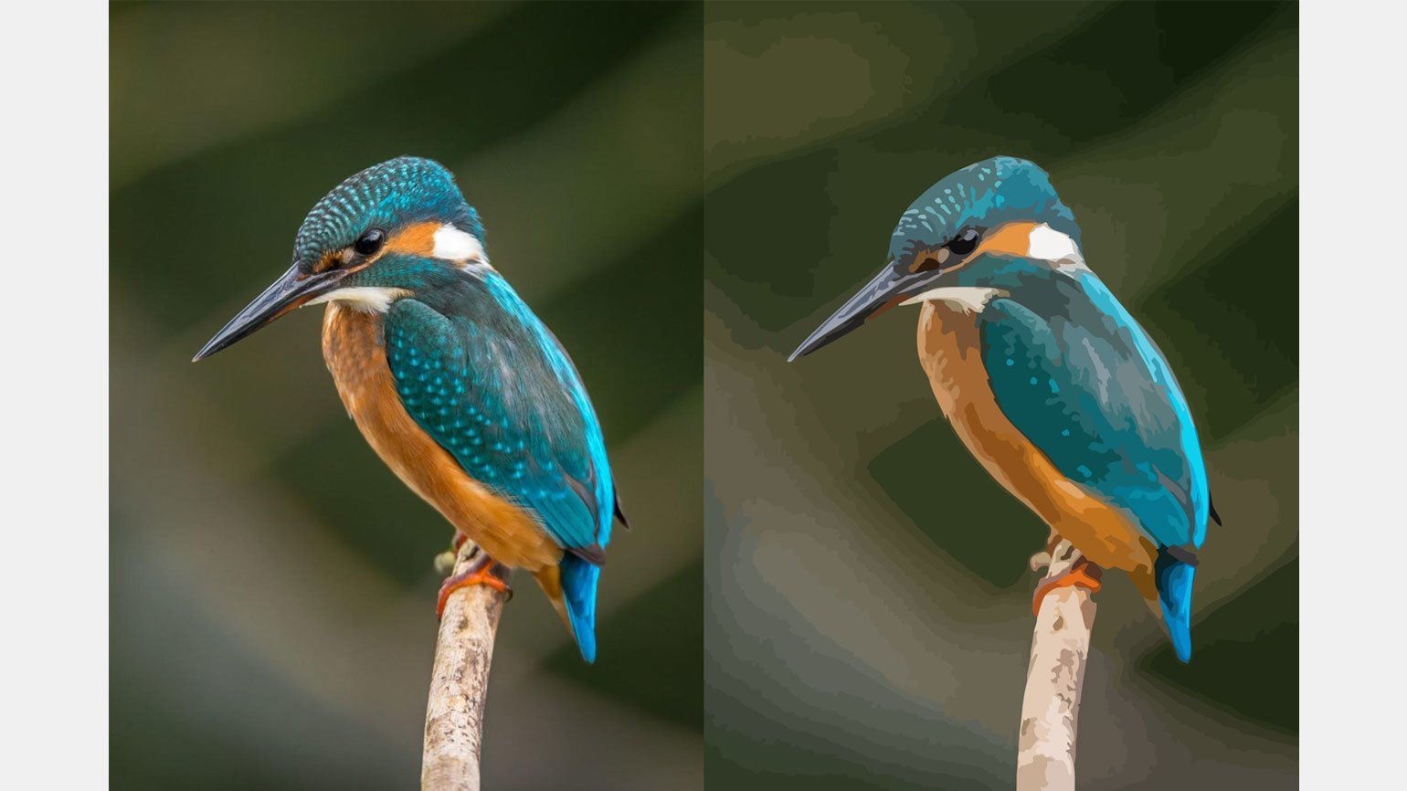 Фотография птицы — растровая графика с хорошими цветовыми переходами. Фотография птицы, переведённая в векторный формат, — все цвета стали тусклее, а цветовые переходы хуже.