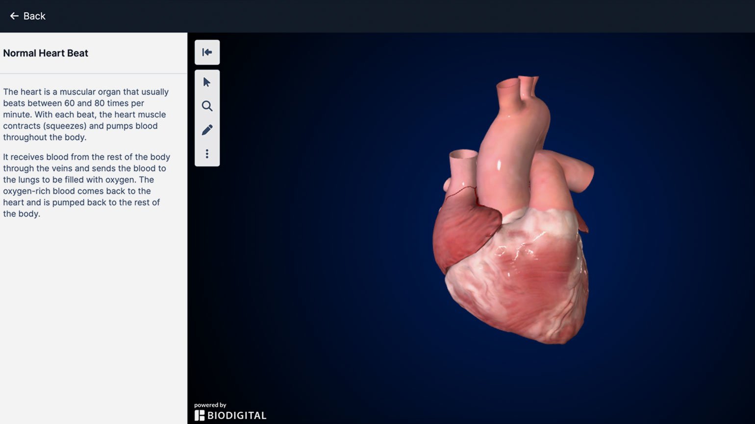 Референс анатомического строения человеческого тела в 3D