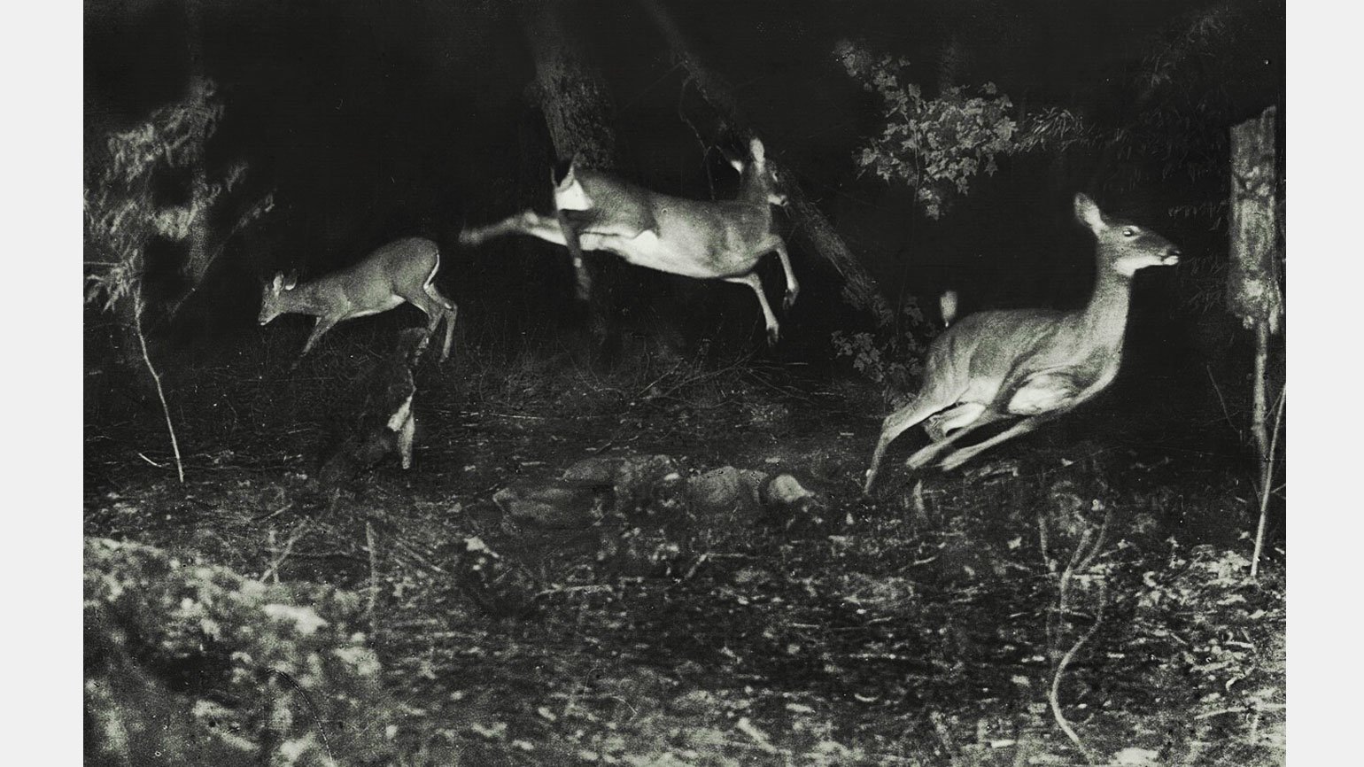 Первые ночные фотографии дикой природы