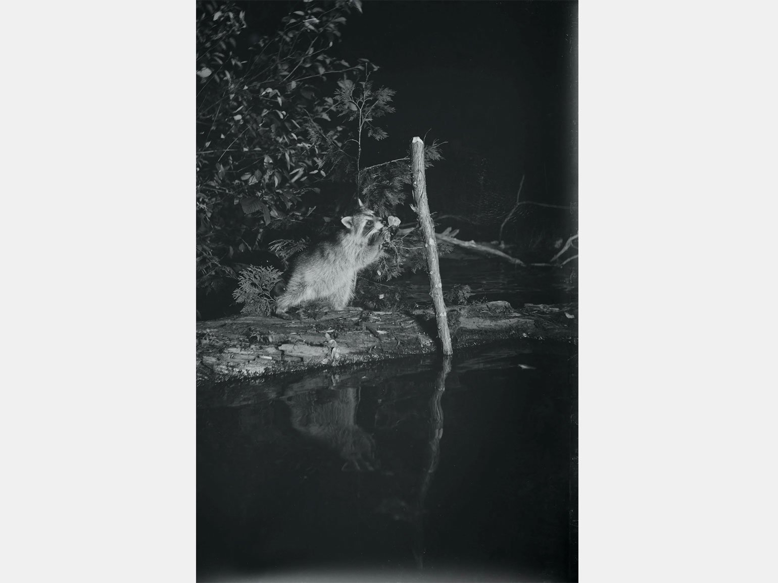 Первые ночные фотографии дикой природы